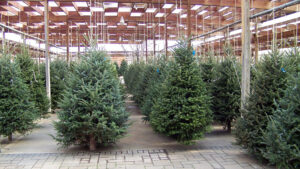 Sapin de Noël à la livraison : comment faire le bon choix ?