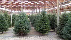 Sapin de Noël à la livraison : comment faire le bon choix ?