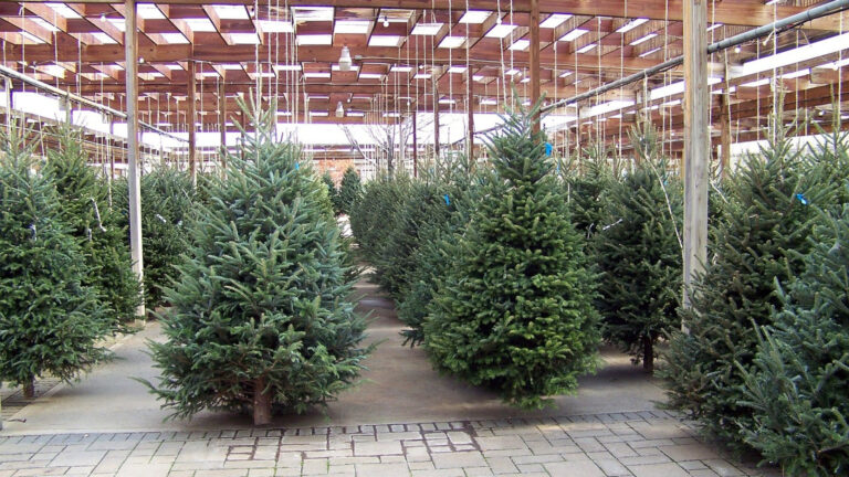 Sapin de Noël à la livraison : comment faire le bon choix ?