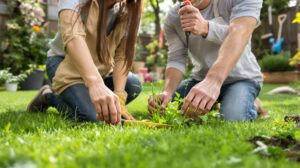comment enlever les mauvaises herbes sur une pelouse