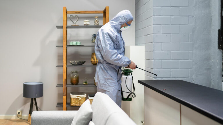 Dératisation professionnelle contre les rats : intervention rapide et efficacité face à l’infestation