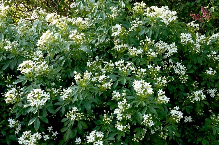 beauté oranger du Mexique