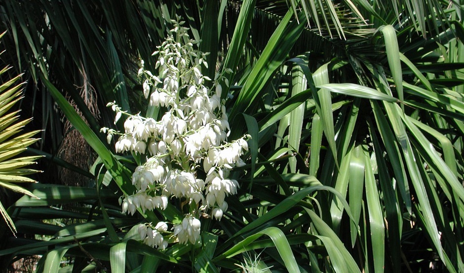 culture yucca