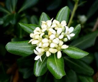 fleur Pittosporum