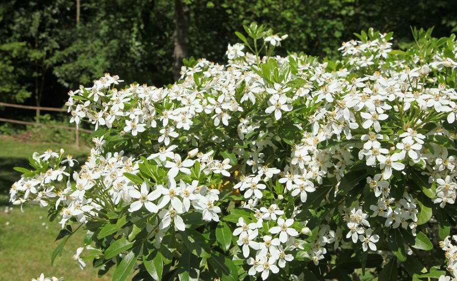 fleur oranger du Mexique