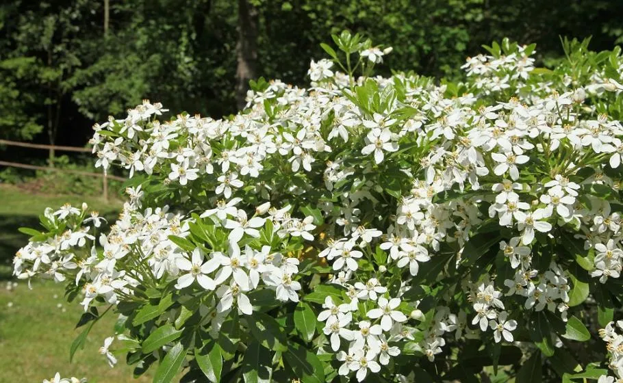 fleur oranger du Mexique