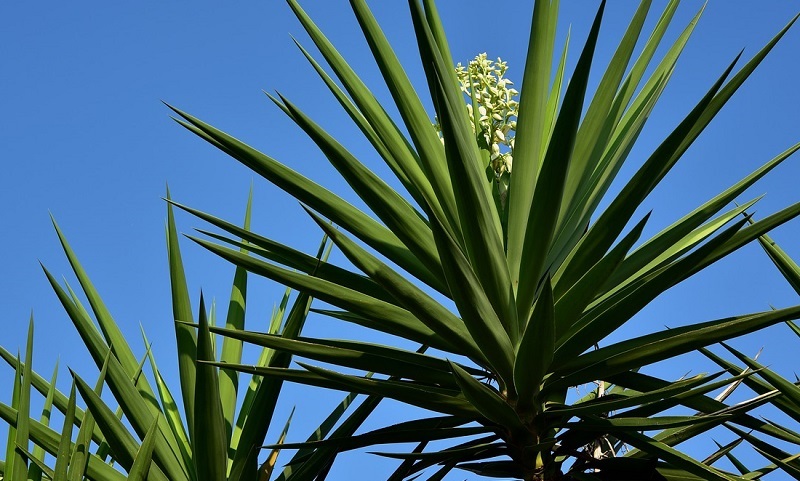 plante yucca