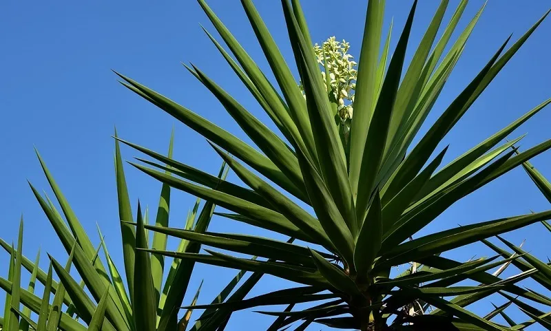 plante yucca