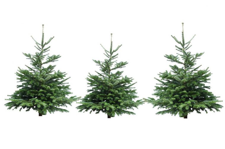 les différentes variétés de sapins sapin Nordmann