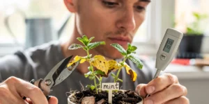 pourquoi ma menthe jaunit