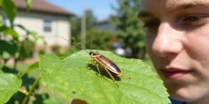 blatte de jardin