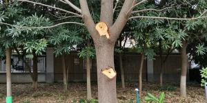 couper la cime d'un arbre